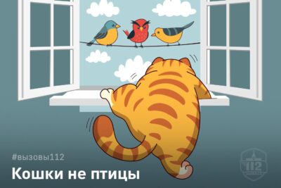 Кошки – не птицы