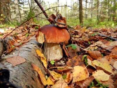 Осенний грибной марафон без последствий